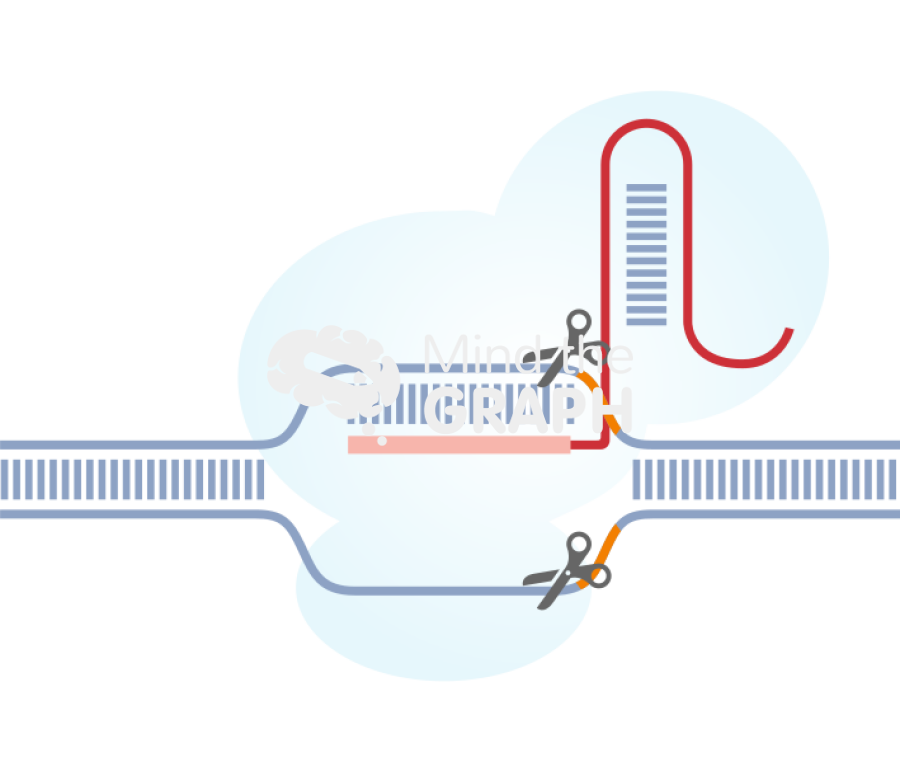 Crispr cas9 Icons, Symbols, Pictures, and Images