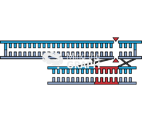 Crispr cas9 hdr donor dna Icons, Symbols, Pictures, and Images