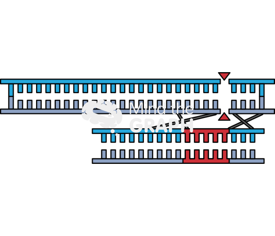Crispr cas9 hdr donor dna