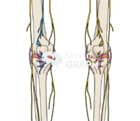 Cryoneurolysis knee nerves bone full Icons, Symbols, Pictures, and Images