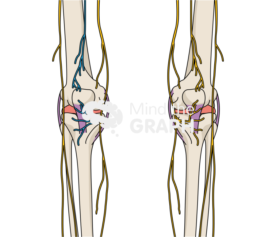 Cryoneurolysis knee nerves bone full Icons, Symbols, Pictures, and Images