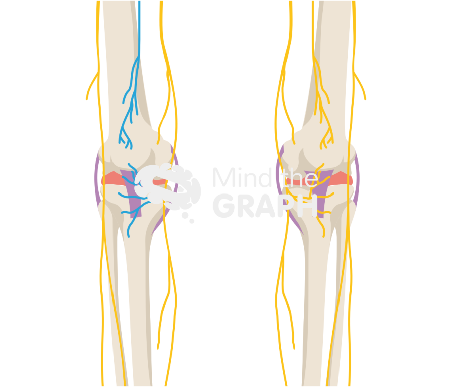 Cryoneurolysis knee nerves bone full Icons, Symbols, Pictures, and Images