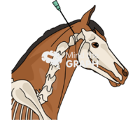 Csf tap horse lateral Icons, Symbols, Pictures, and Images