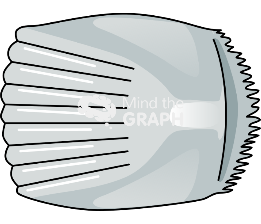 Ctenoid scale top Icons, Symbols, Pictures, and Images