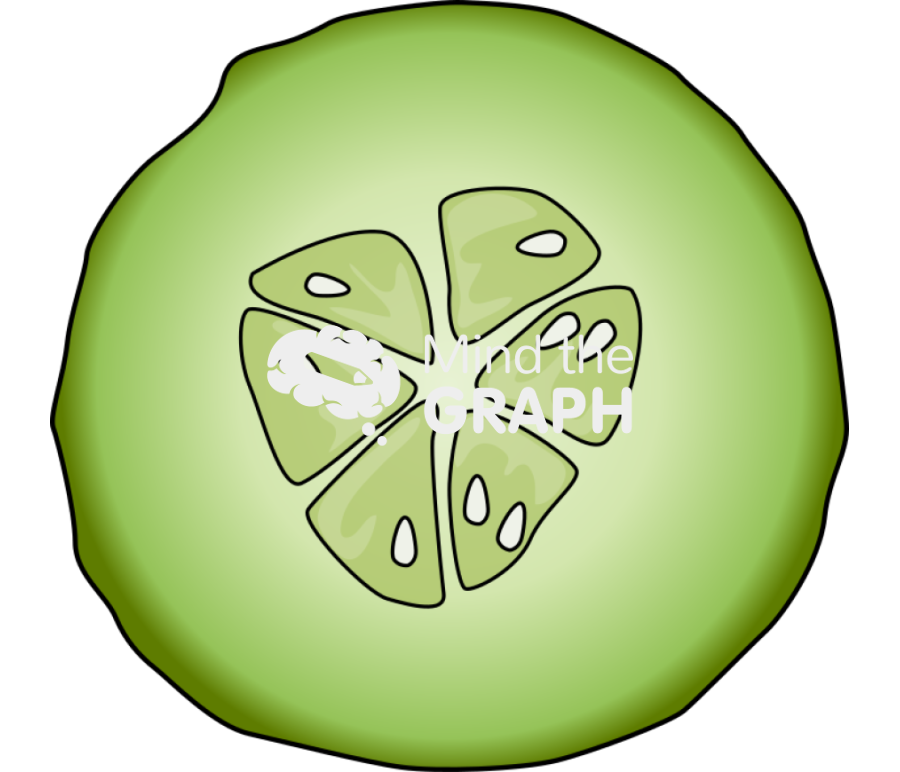 Cucumber front cut Icons, Symbols, Pictures, and Images