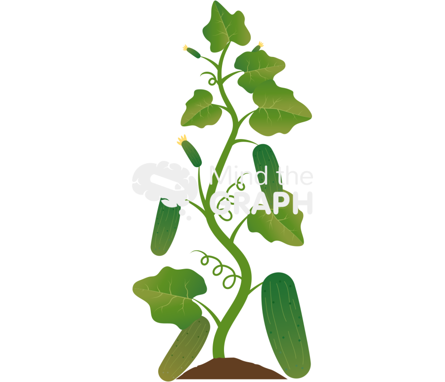 Cucumber Plant Icons, Symbols, Pictures, and Images