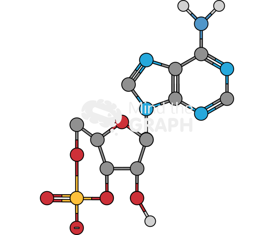 Cyclic adenosine monophosphate molecule Icons, Symbols, Pictures, and Images