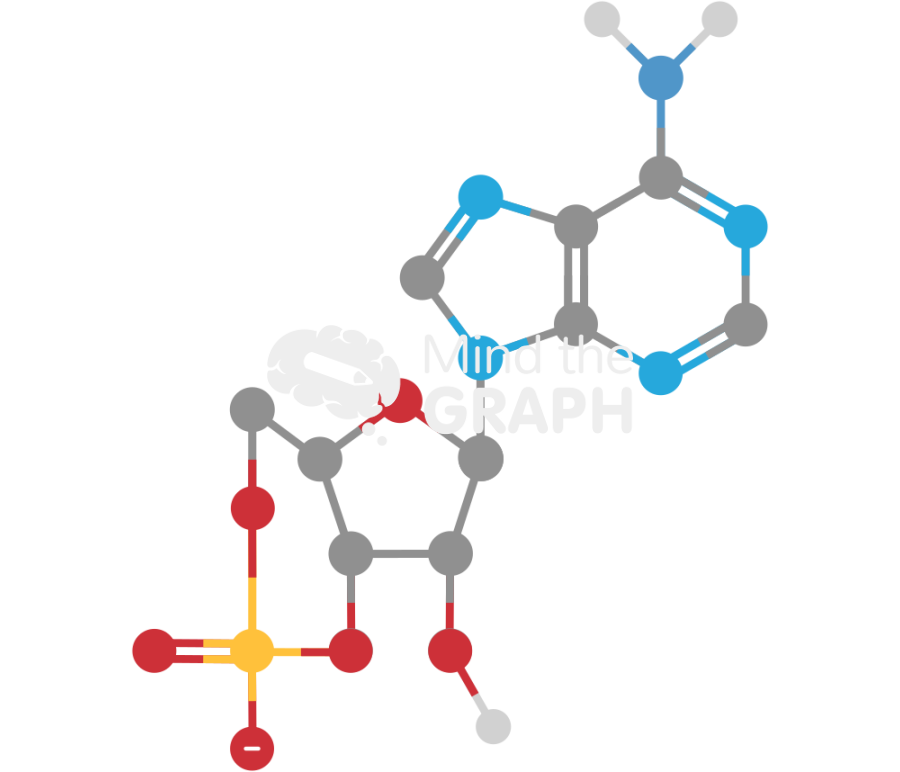 Cyclic adenosine monophosphate molecule Icons, Symbols, Pictures, and Images