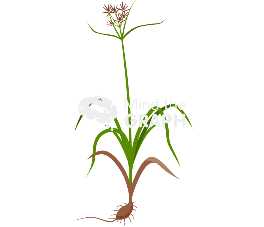 Cyperus rotundus Icons, Symbols, Pictures, and Images