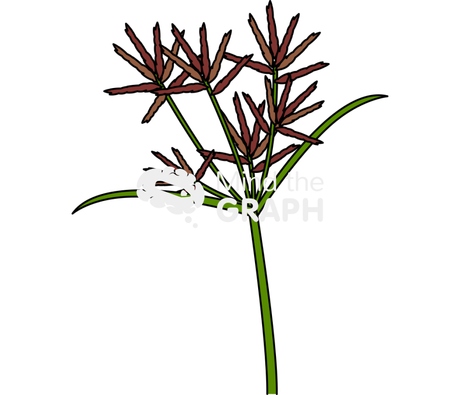 Cyperus rotundus inflorescence Icons, Symbols, Pictures, and Images