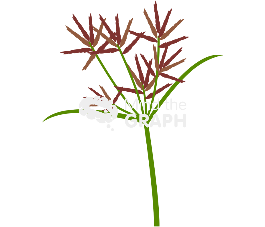 Cyperus rotundus inflorescence Icons, Symbols, Pictures, and Images