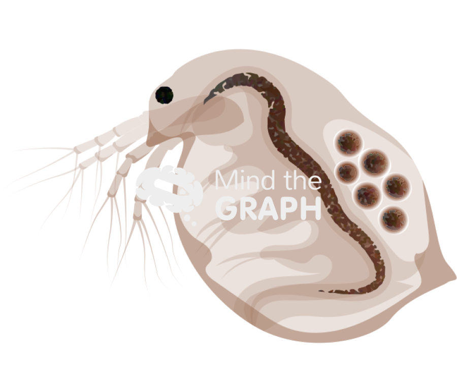 Daphnia magna Icons, Symbols, Pictures, and Images