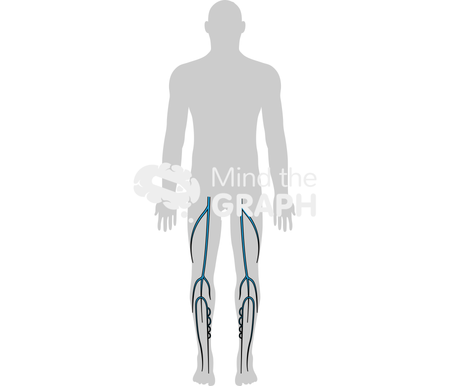 Deep venous system 1 Icons, Symbols, Pictures, and Images