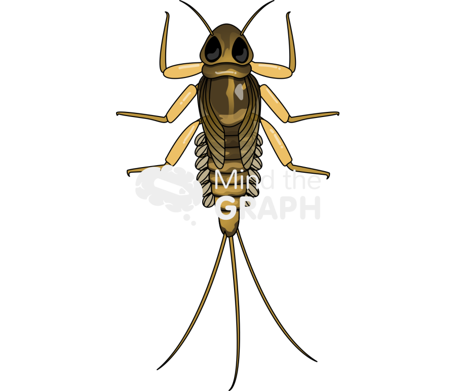 Deleatidium mayfly nymph top Icons, Symbols, Pictures, and Images