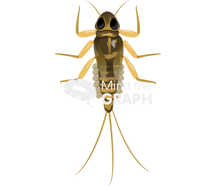Deleatidium mayfly nymph top Icons, Symbols, Pictures, and Images