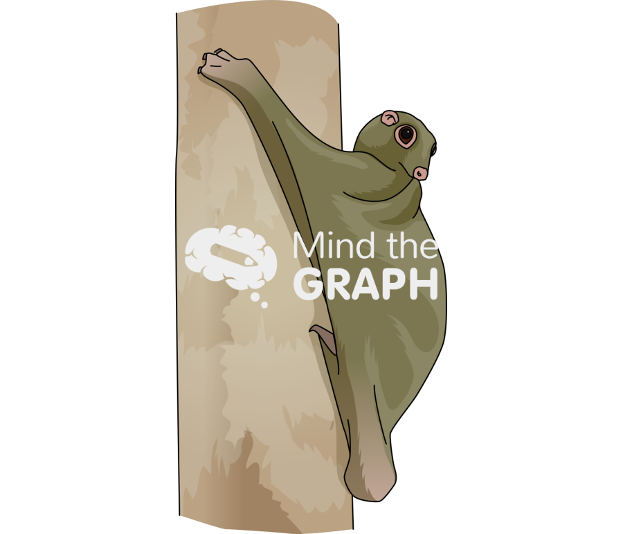 Dermoptera Icons, Symbols, Pictures, and Images