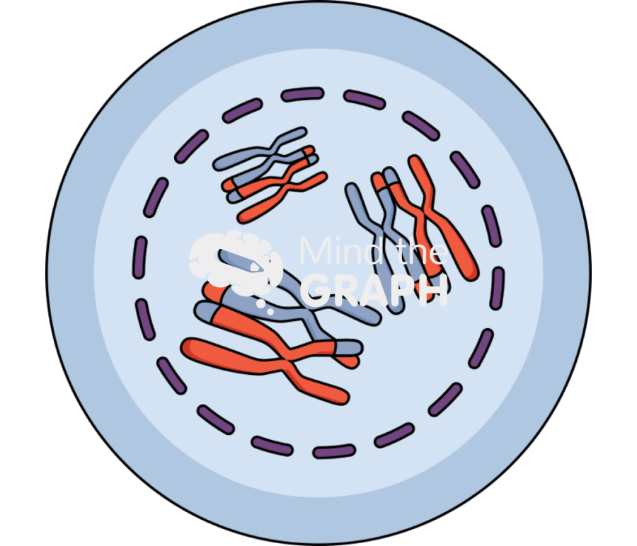 Diakinesis Icons, Symbols, Pictures, and Images