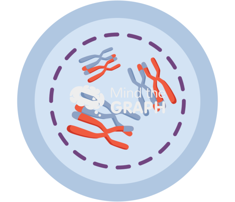 Diakinesis Icons, Symbols, Pictures, and Images