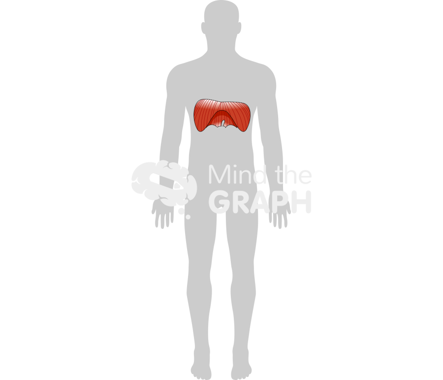 Diaphragm body front Icons, Symbols, Pictures, and Images