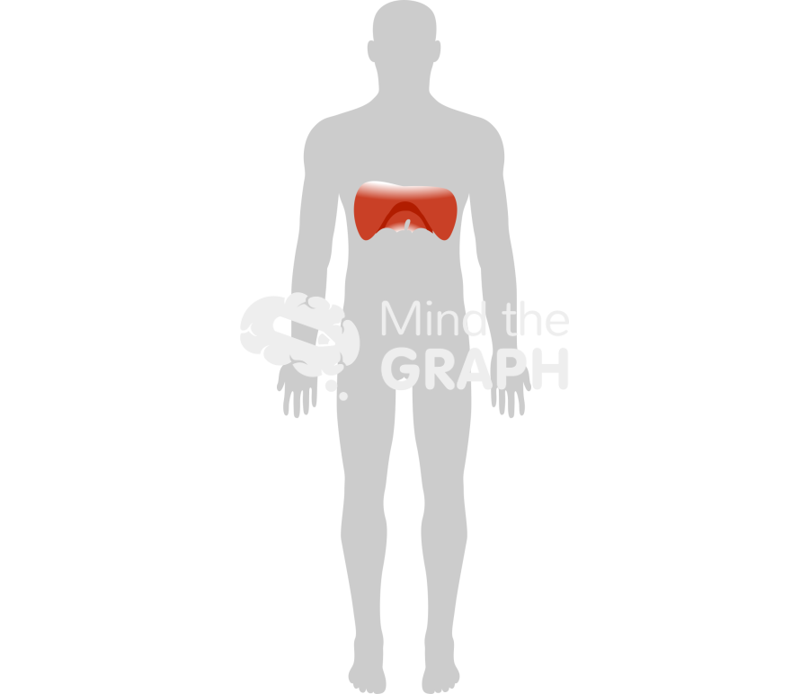 Diaphragm body front Icons, Symbols, Pictures, and Images