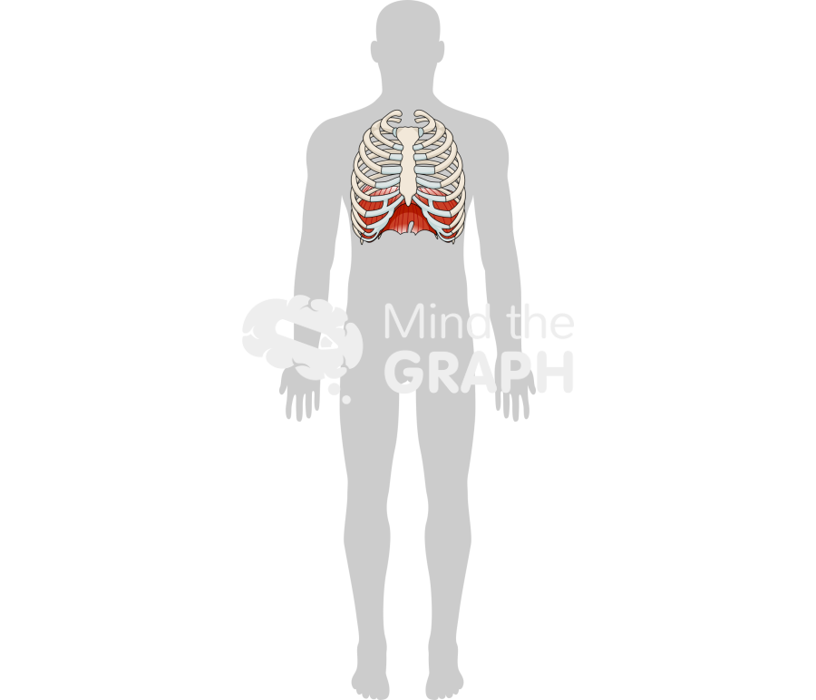 Diaphragm ribcage body front Icons, Symbols, Pictures, and Images