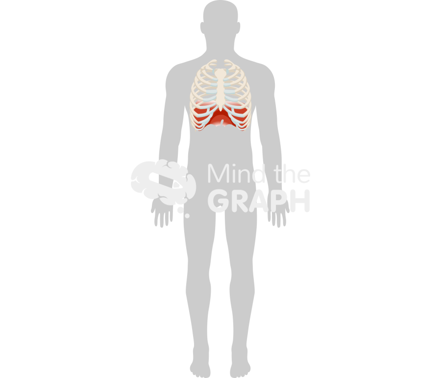 Diaphragm ribcage body front Icons, Symbols, Pictures, and Images