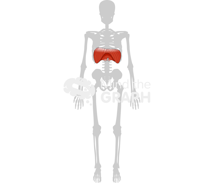 Diaphragm skeleton front Icons, Symbols, Pictures, and Images