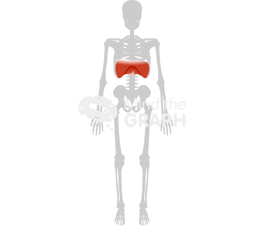 Diaphragm skeleton front Icons, Symbols, Pictures, and Images
