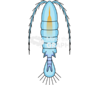 Diaptomus copepods zooplankton Icons, Symbols, Pictures, and Images