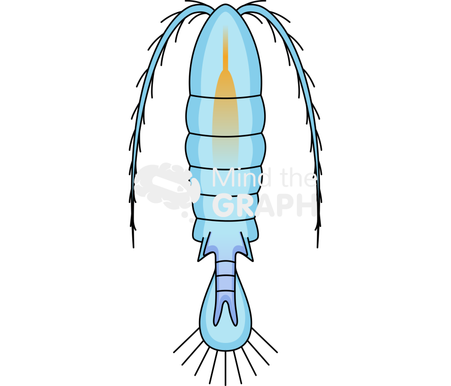 Diaptomus copepods zooplankton Icons, Symbols, Pictures, and Images