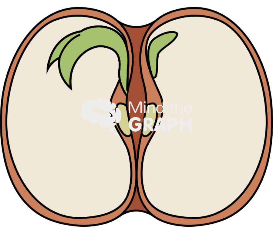 Dicotyledon bean front cut Icons, Symbols, Pictures, and Images