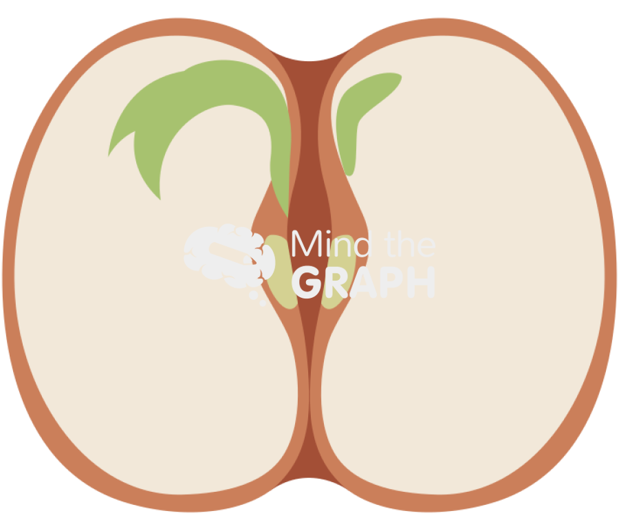 Dicotyledon bean front cut Icons, Symbols, Pictures, and Images