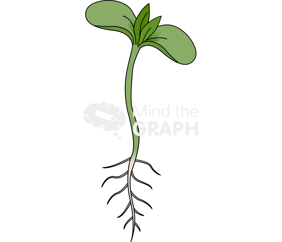 Dicotyledon germination Icons, Symbols, Pictures, and Images