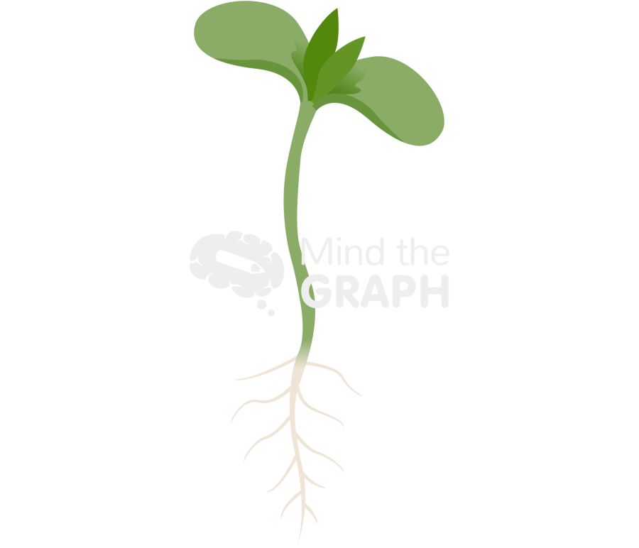 Dicotyledon germination Icons, Symbols, Pictures, and Images