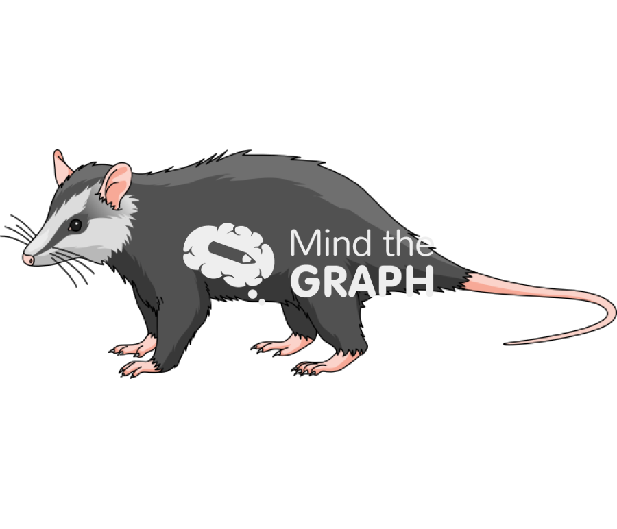 Didelphidae Icons, Symbols, Pictures, and Images