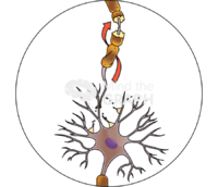 Diffuse axonal injury post trauma condition Icons, Symbols, Pictures, and Images