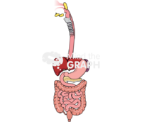 Digestive system - Edit and Customize Icons of Digestive system Digestive system Icons, Symbols, Pictures, and Images