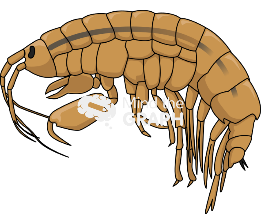 Dikerogammarus haemobaphes demon shrimp Icons, Symbols, Pictures, and Images
