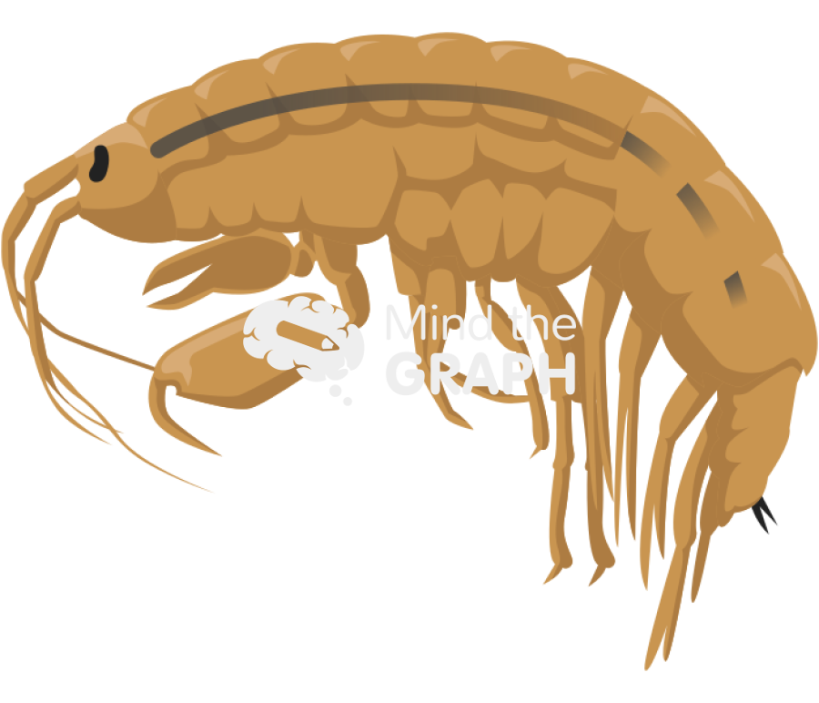 Dikerogammarus haemobaphes demon shrimp Icons, Symbols, Pictures, and Images