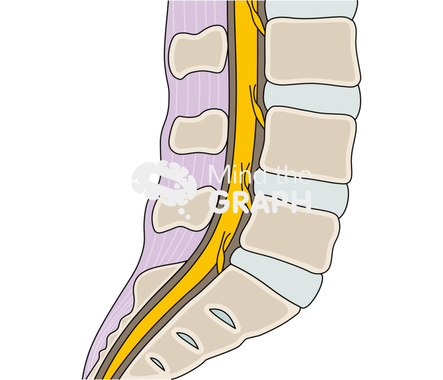 Disc column longitudinal cut Icons, Symbols, Pictures, and Images