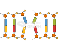 Dna damage 2 Icons, Symbols, Pictures, and Images