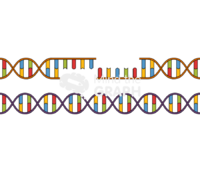 Dna homologous recombination 1 Icons, Symbols, Pictures, and Images