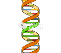Dna major groove - Edit and Customize Icons of Dna major groove Dna major groove Icons, Symbols, Pictures, and Images