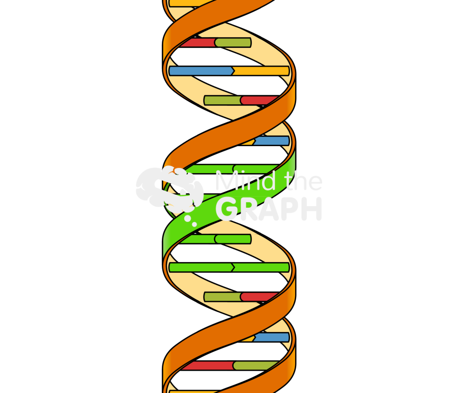 Dna major groove Icons, Symbols, Pictures, and Images