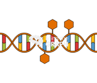 Dna methylation 2 Icons, Symbols, Pictures, and Images