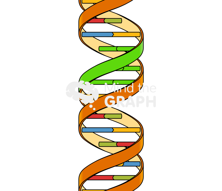 Dna minor groove Icons, Symbols, Pictures, and Images