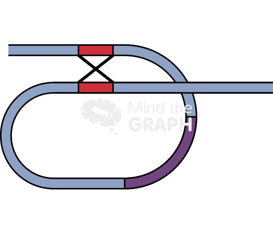 Dna recombination repeats 2 Icons, Symbols, Pictures, and Images