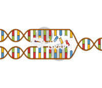 Dna replication fork Icons, Symbols, Pictures, and Images