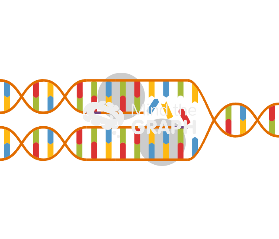 Dna replication fork Icons, Symbols, Pictures, and Images