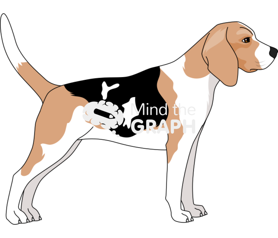Dog beagle alert lateral Icons, Symbols, Pictures, and Images